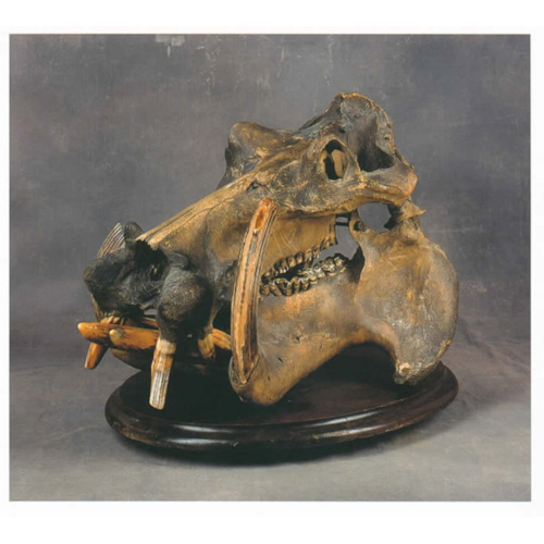 An enormous African hippopotamus skull complete with teeth and tusks mounted on a Rowland Ward base